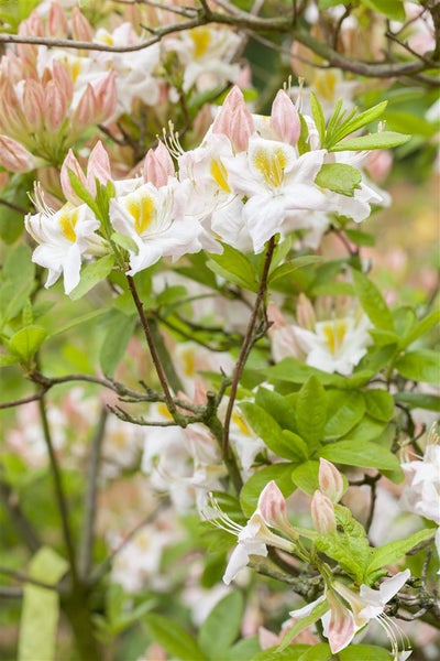 Rhododendron luteum 'Persil', gelb-weiß, 30–40 cm