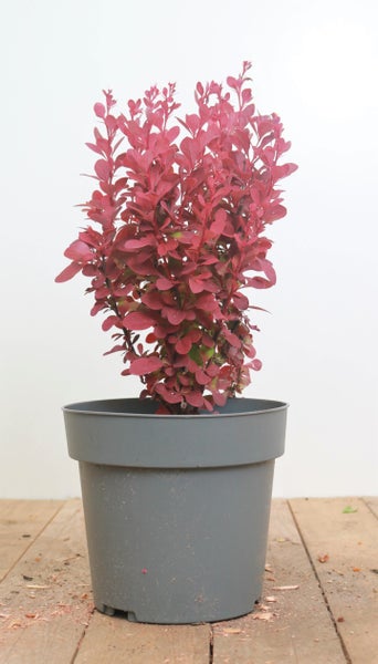 Berberis thunbergii 'Orange Rocket', Säulen-Berberitze, orange, 20–25 cm