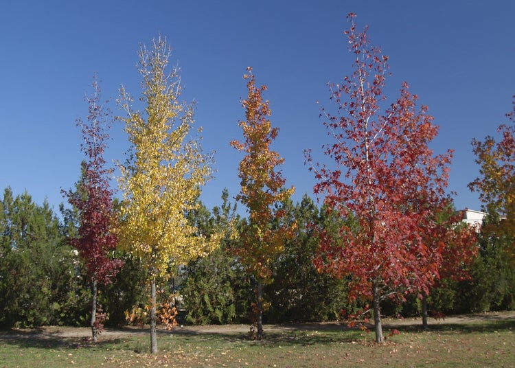 SAFLAX  - Amerikanischer Amberbaum - Liquidamber styraciflua - 100 Samen