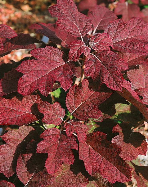 Hydrangea quercifolia 'Applause', Eichenblatthortensie, 40–60 cm