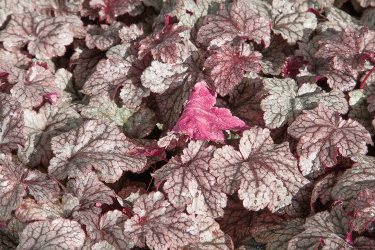 Heuchera micrantha 'Plum Pudding', Purpurglöckchen, violett, 2 Liter Topf