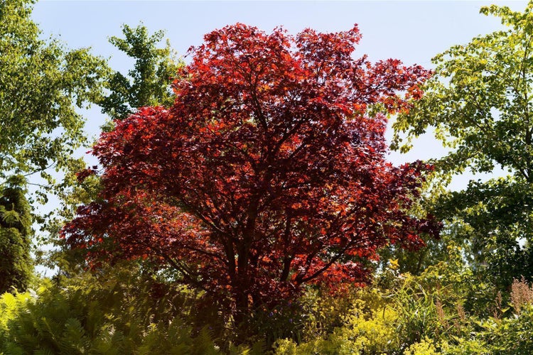 Roter Fächerahorn Acer palmatum in einem Garten mit grünen Farnen und gelben Pflanzen.