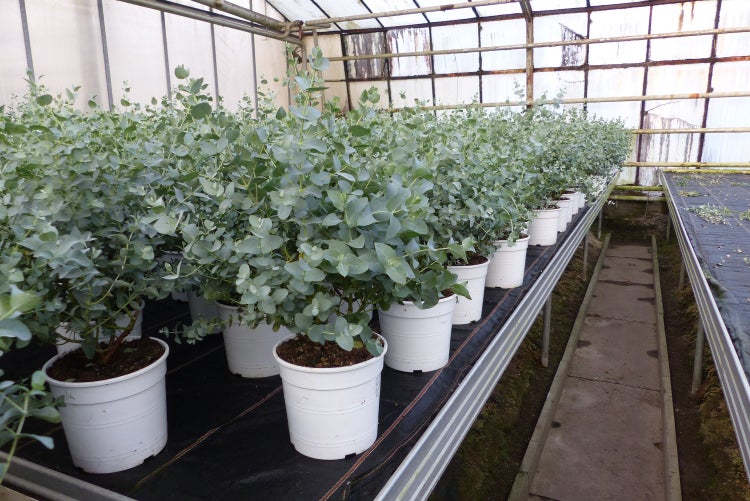 2 Stück Eucalyptus Gunni Gunnii Busch Kugel Eukalyptusbaum, Höhe 35 - 40 cm Pflanze winterhart