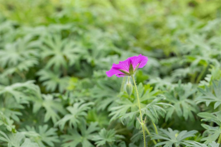 Geranium sanguineum 'Tiny Monster', Storchschnabel, ca. 9x9 cm Topf