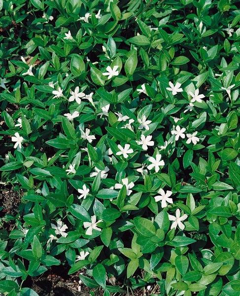 Immergrün Pflanze mit Blättern und Blüten