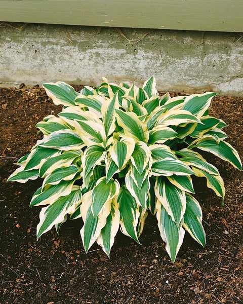 Hosta x cult. 'Ground Master', Funkie, grün, ca. 11x11 cm Topf