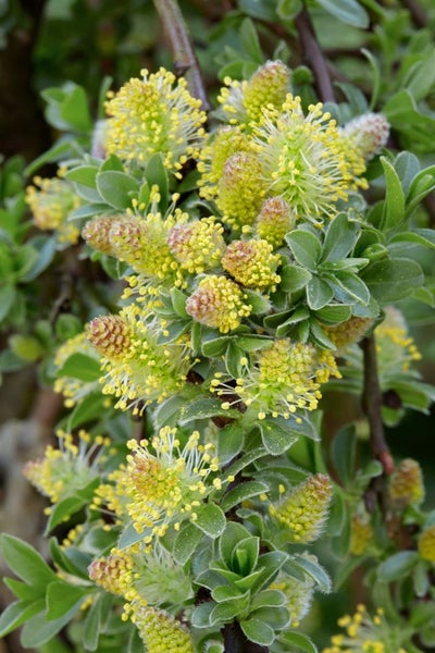 Salix simulatrix, 40 cm Stammhöhe