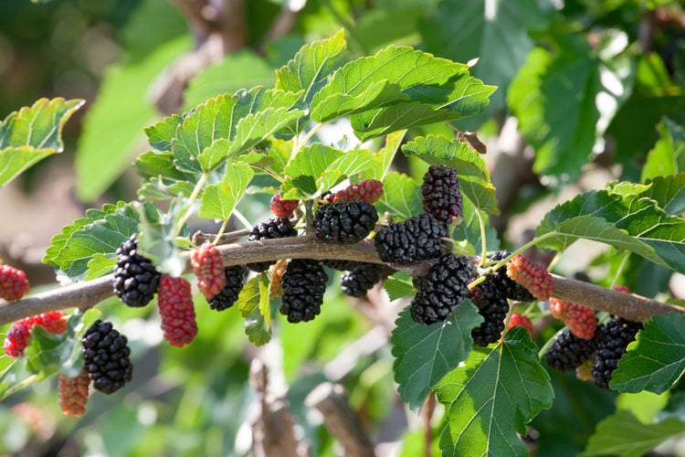 Morus alba 'Giant Fruit', Maulbeere, große Früchte, 50–60 cm
