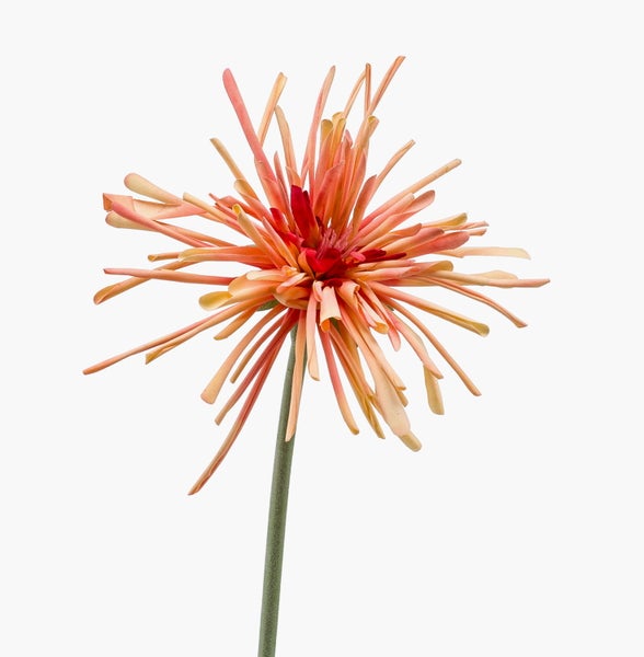 Künstliche Gerbera Spider Blume am langen Stiel in Pfirsichfarben.