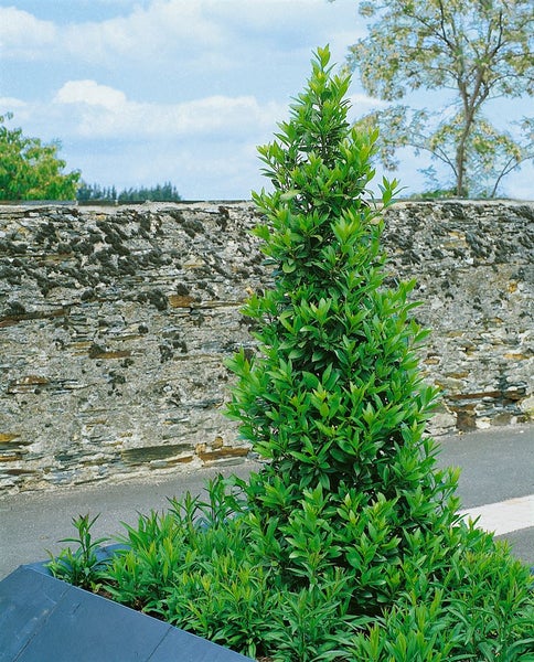 Spitz zulaufender Lorbeerbaum mit grünen Blättern in einem Beet vor einer Steinmauer