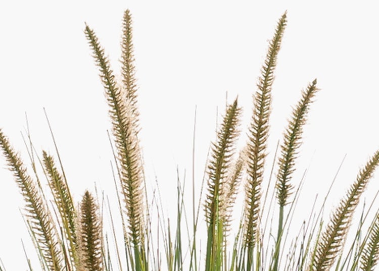 Künstliche Ranunkel in Orange mit Stiel und Blättern.