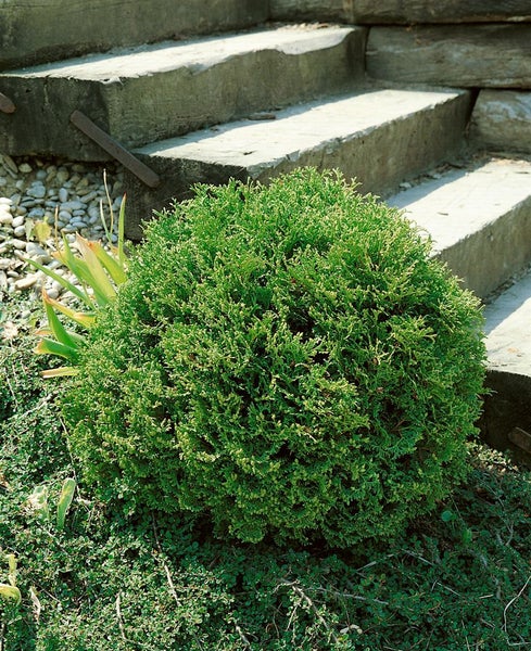 Thuja occidentalis 'Tiny Tim', Kugel-Lebensbaum, 30–40 cm