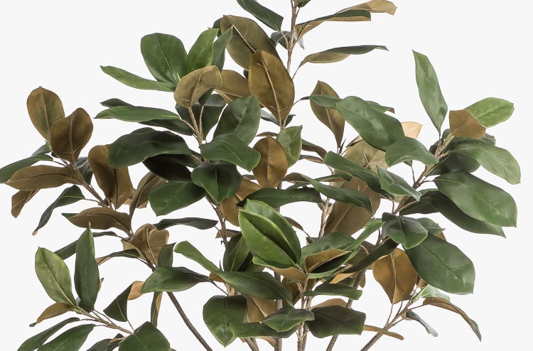 Künstliche Magnolie mit großen, dunkelgrünen Blättern und brauner Blattunterseite.