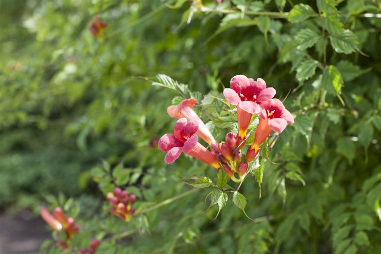 Campsis radicans, Trompetenblume, orange, 60–100 cm