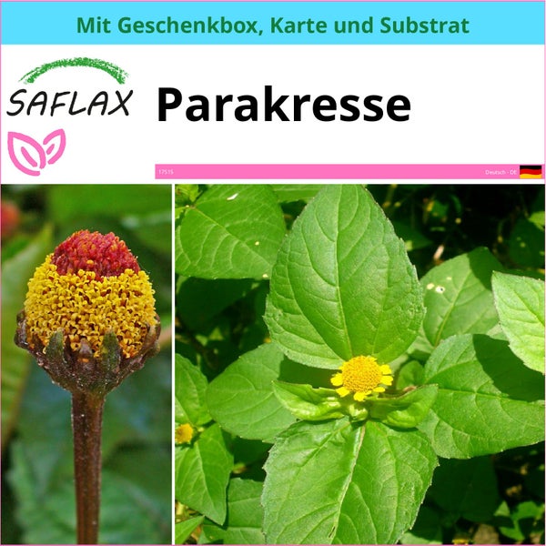 SAFLAX Geschenk Set - Parakresse - Acmella oleracea - 500 Samen - Mit Geschenkbox, Versandaufkleber, Geschenkkarte und Anzuchtsubstrat