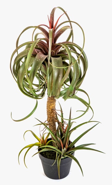 Künstliche Tillandsia am Stamm im schwarzen Kunststofftopf mit gebogenen grün roten Blättern.