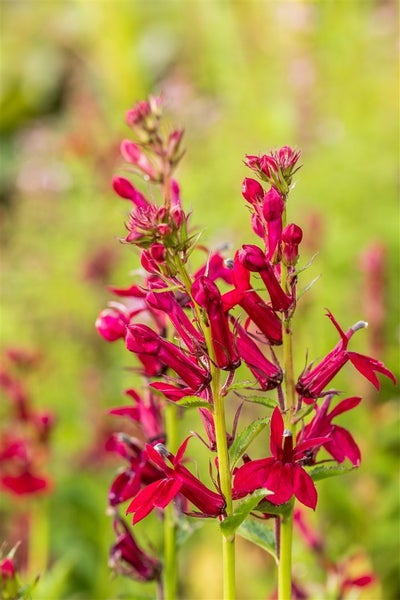 Aufnahme einer roten Lobelie im Gartenbeet.