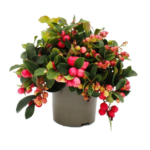 Teppichbeere Gaultheria procumbens Scheinbeere Rebhuhnbeere winterharte Pflanze mit dekorativen Beeren 1 Pflanze