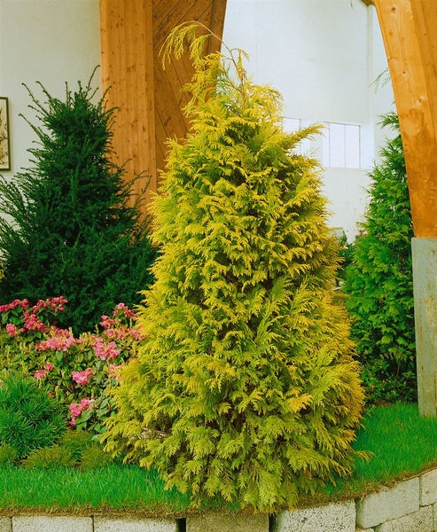 Chamaecyparis lawsoniana 'Golden Wonder', gelbgrün, 60–80 cm