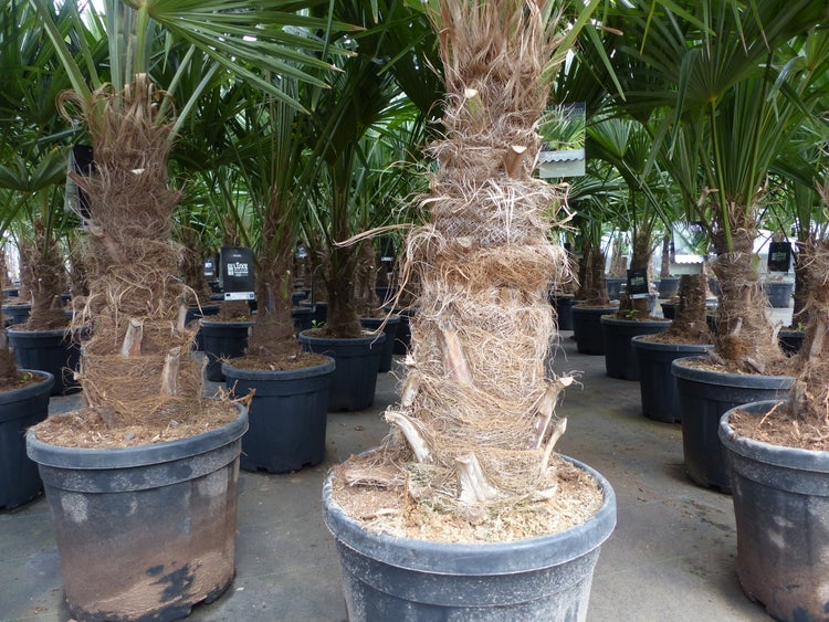 3 Stück XXL Stämme Palme winterhart 190 cm Trachycarpus fortunei, Hanfpalme, Top-Qualität