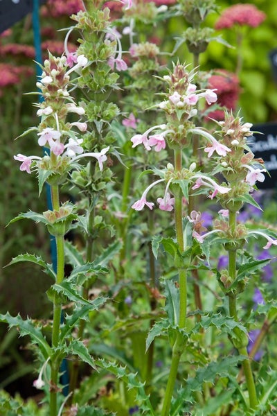 Morina longifolia, Himalaya-Morina, stachelig, ca. 11x11 cm Topf