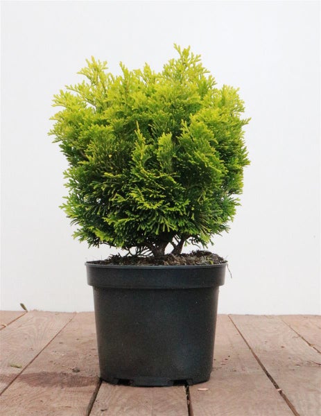 Chamaecyparis obtusa 'Nana Aurea', Hinoki-Scheinzypresse, goldgelb, 20–25 cm