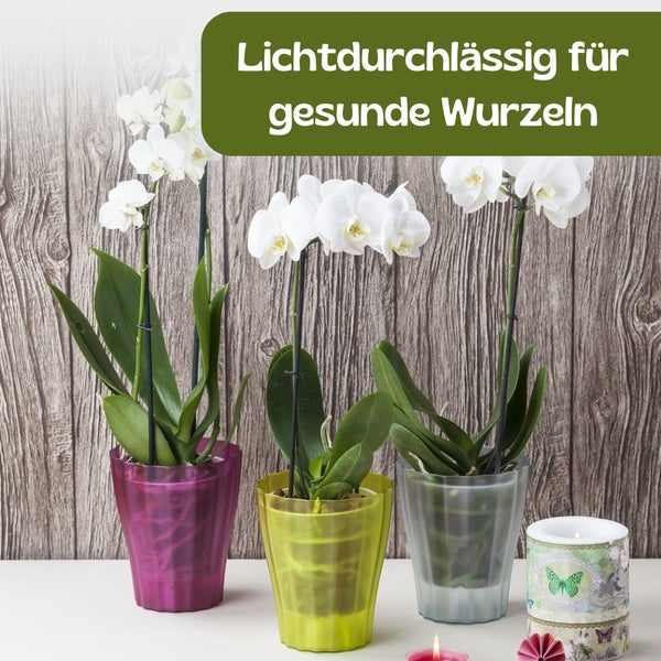 Drei Orchideen in transparenten Übertöpfen mit Kerze