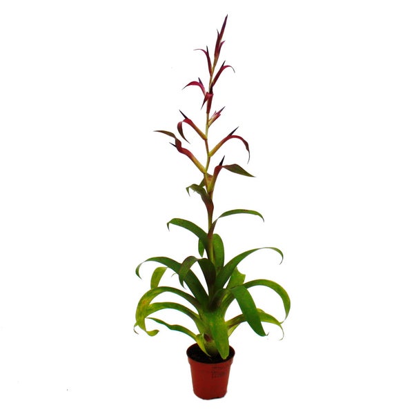Mini-Bromelien-Trio - Set mit 3 Pflanzen mit aussergewöhnlichen Blütenständen - 5,5cm Topf