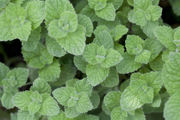 Mentha spicata 'Maroccan', Grüne Minze, aromatisch, ca. 9x9 cm Topf