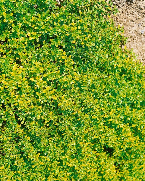 Thymus x citriodorus 'Bertram Anderson', Zitronenthymian, ca. 9x9 cm Topf