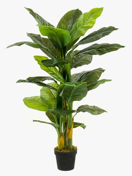 Grüne Blätter einer Strelitzia mit markanten Blattadern.