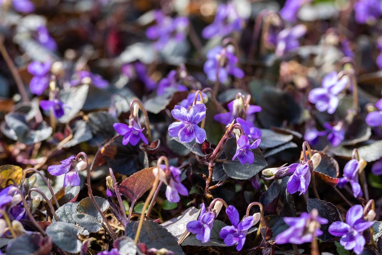 Nahaufnahme von Veilchen im Gartenbeet.