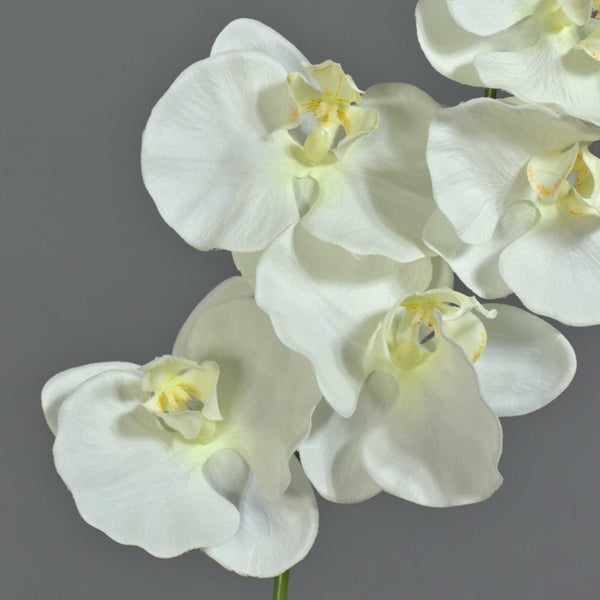 Weiße Orchideenblüten und grüne Knospen.