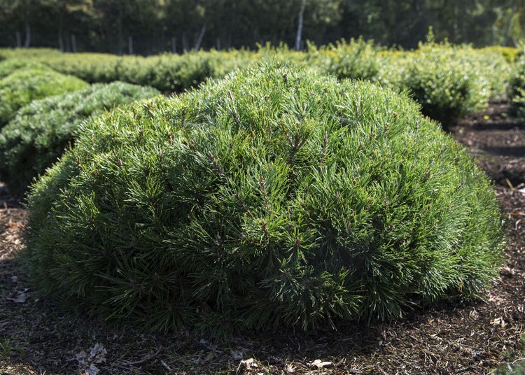 Kugelkiefer im Gartenbeet