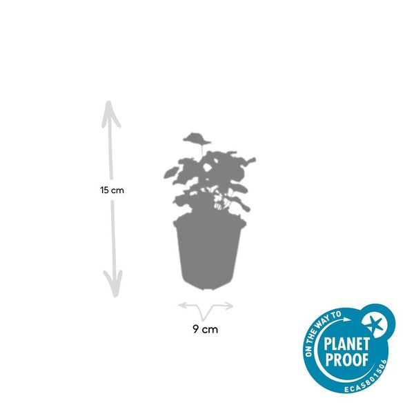 Silhouette einer Zimmerpflanze im Topf. Höhe 15 Zentimeter und Topfdurchmesser 9 Zentimeter. Nachhaltigkeitssiegel Planet Proof.