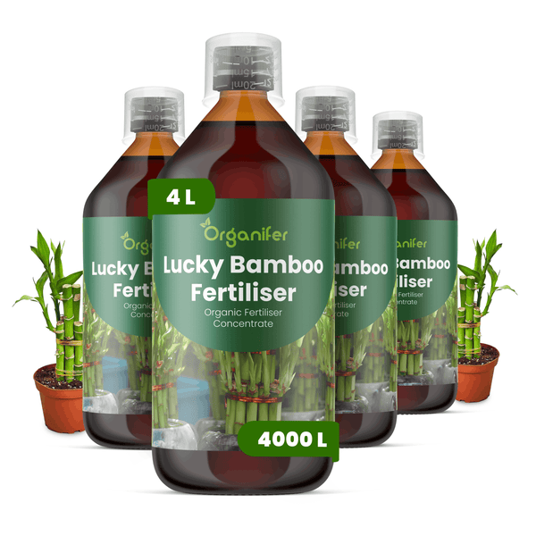 Vier Flaschen Organifer Lucky Bamboo Düngerkonzentrat, insgesamt 4 Liter für bis zu 4000 Liter Düngerlösung.