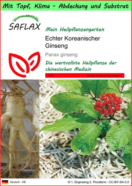 SAFLAX Garden to go - Echter Koreanischer Ginseng - Panax ginseng - 10 Samen - Mit Topf, Klima - Deckel und Anzuchtsubstrat