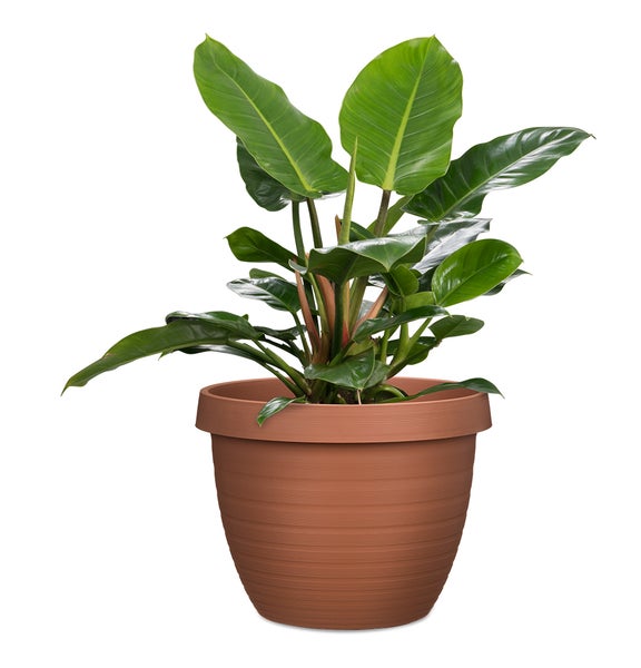 Scheurich Country Star 48, Pflanzgefäß/Blumentopf/Pflanzkübel, rund,  aus Kunststoff Farbe: Terracotta, 47,5 cm Durchmesser, 36,7 cm hoch, 40 l Vol.
