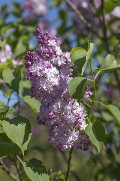Syringa vulgaris 'Michel Buchner', Flieder, lila, 40–60 cm