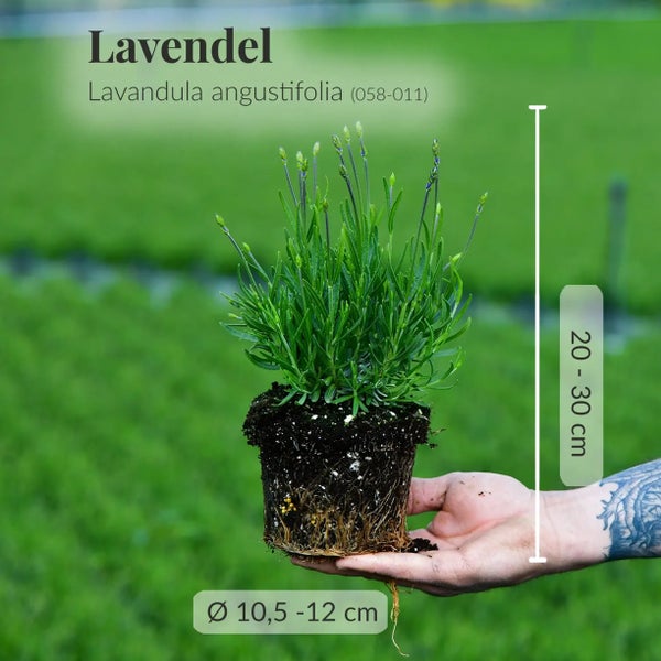 6er Box blaue Lavendel Pflanzen