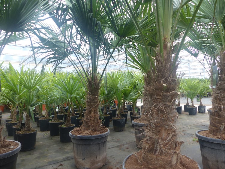 2 Stück im Palmenset Trachycarpus fortunei dicke Stämme 200 cm Hanfpalme, winterharte Palme bis -18°C