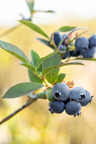 Reife Heidelbeeren an einem Strauch mit grünen Blättern.