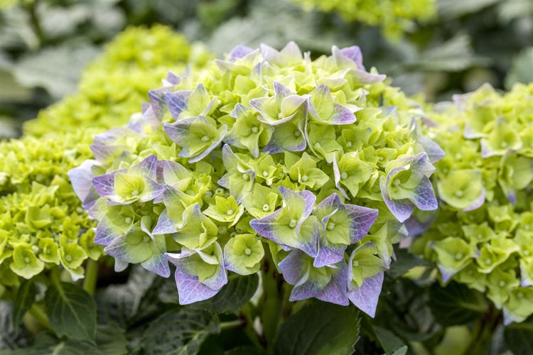 Hydrangea macrophylla 'Bela', Hortensie, rosa, 40–60 cm