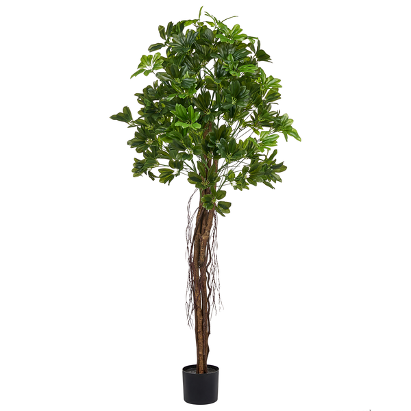 Künstliche Schefflera Kunstpflanze im schwarzen Topf mit naturgetreuem Stamm und Luftwurzeln.