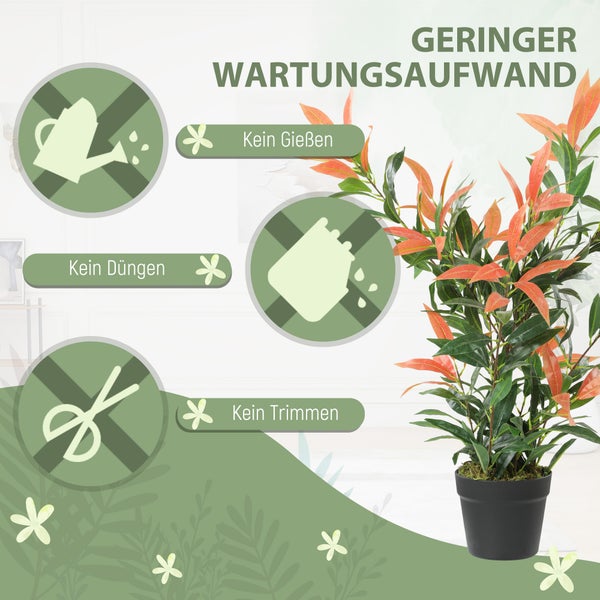 Immergrüne Pflanze im Topf, geringer Wartungsaufwand, kein Gießen, kein Düngen und kein Trimmen