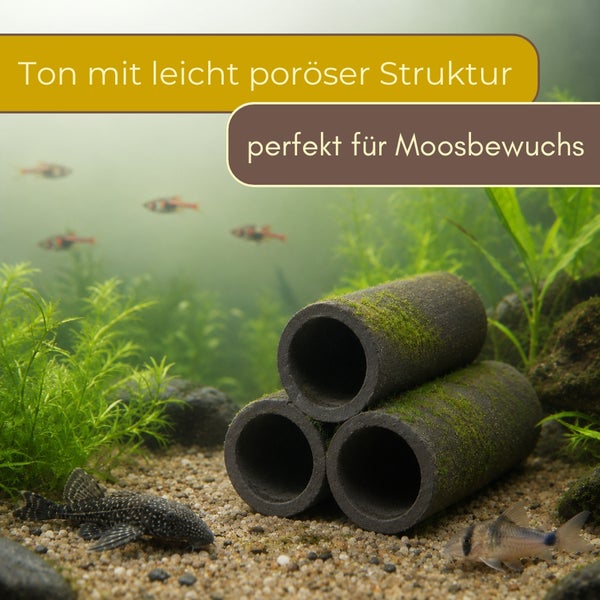 Stapelbare Aquarien-Tonröhren aus porösem Ton mit Moosbewuchs in einem natürlich gestalteten Aquarium mit Zierfischen und Wasserpflanzen.