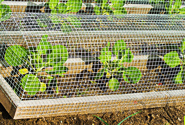 Ein bogenförmiges Drahtgitter schützt junge grüne Pflanzen in einem Gartenbeet vor Vögeln und Schädlingen.