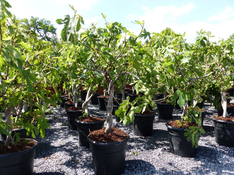 Feigenbaum - hell UND dunkel - in 1 Topf, Obstbaum, winterhart, Ficus Carica, Feige