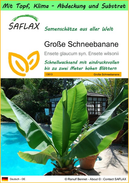 SAFLAX Garden to go - Große Schneebanane - Ensete glaucum syn. Ensete wilsonii  - 10 Samen - Mit Topf, Klima - Deckel und Anzuchtsubstrat
