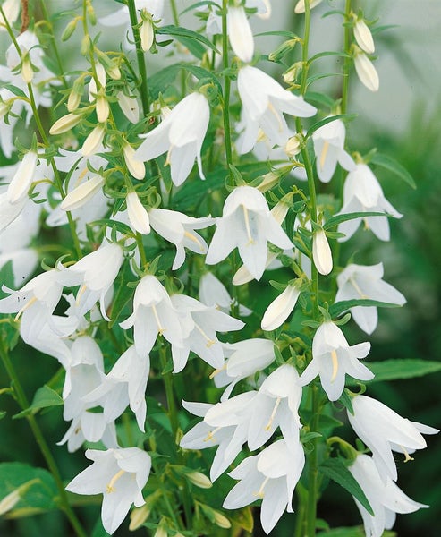 Campanula sarmatica, Glockenblume, ca. 9x9 cm Topf